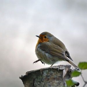 Meet your Posher, Darnell